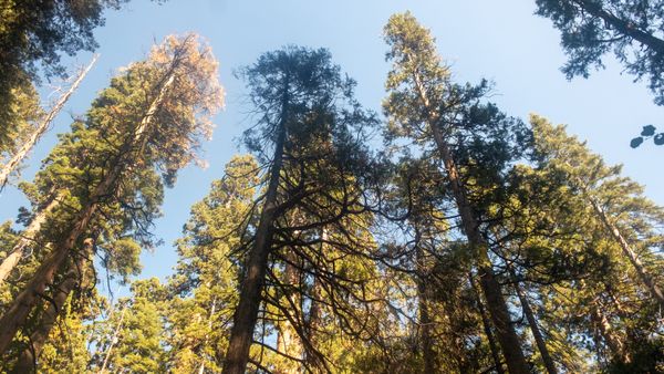 tall trees in evening sunlight